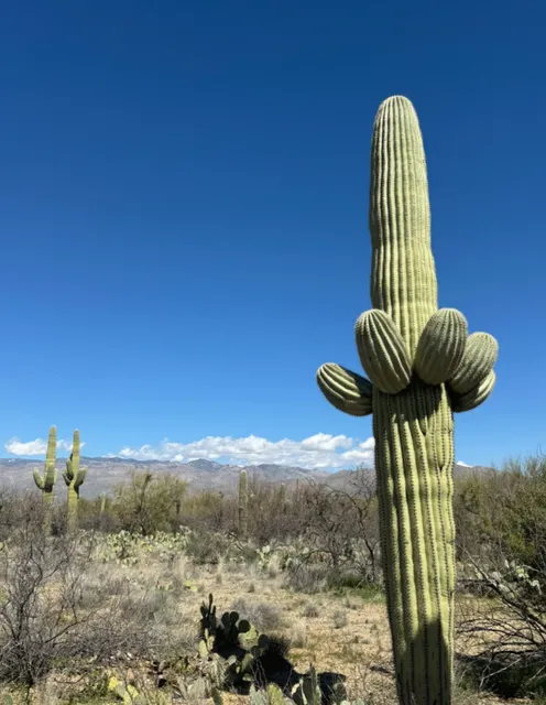 Tucson🌵| Saguaro National Park Cactus Forest