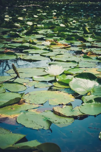 🌿 Milwaukee Area｜Stumbled Upon a Serene Lotus Pond 🌸
