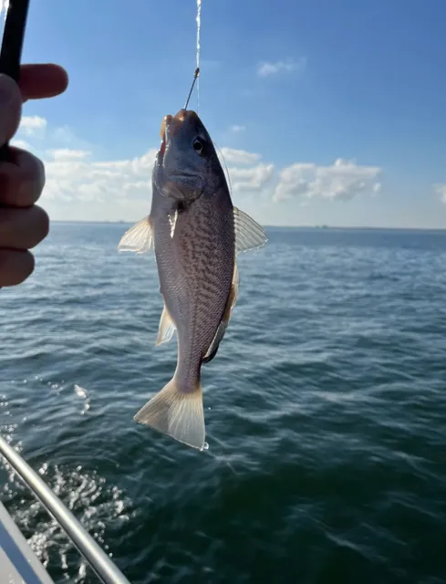 🌊 Virginia Beach Deep Sea Fishing Experience 