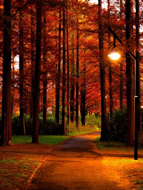 Tokyo! December's Red Leaf Metasequoia Forest! 🍁🌲