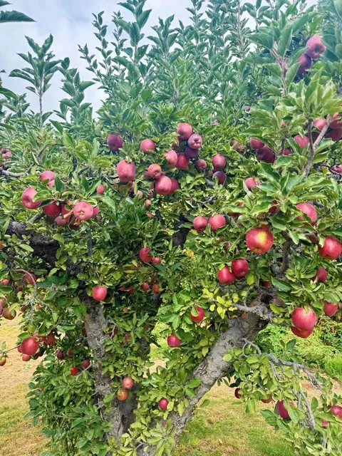 Apple Picking + Visiting the “First McDonald’s” on the Way! 🍂