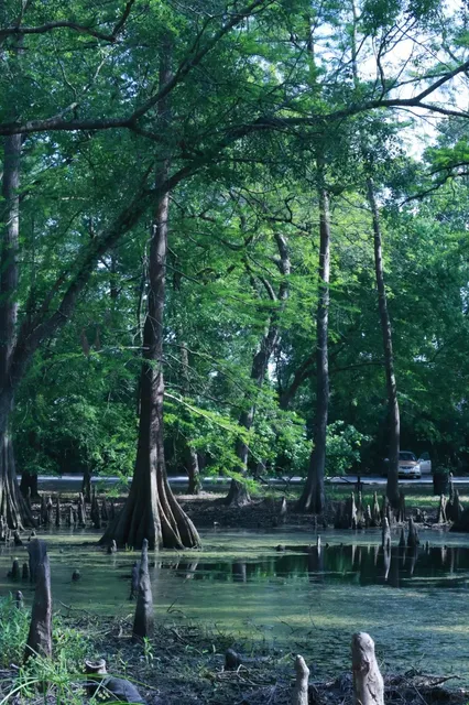 🌿 Houston's Secret Garden of Eden 🎨 | Mercer Botanic Gardens