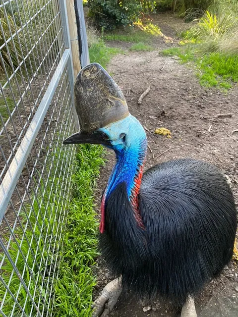  Ballarat Wildlife Park | Where Australian Icons Come to Life!🦘 