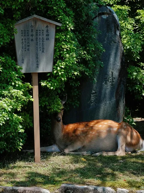 🌿🍃 Best Spots for Feeding Deer in Nara 🦌