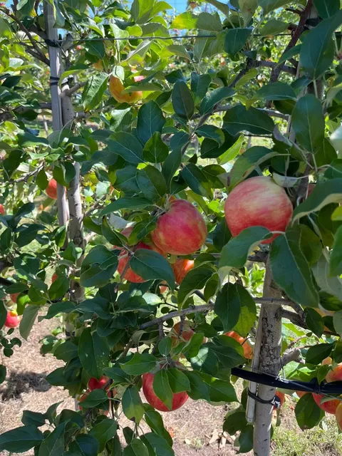 Boston Suburb PYO Fruit Farm and French Brunch