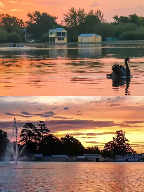  Lake Wendouree | An Autumn Oil Painting Come to Life.🦢