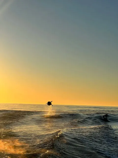 LA🏝｜Long Beach Whale Watching: An Unforgettable Encounter with Dolphi