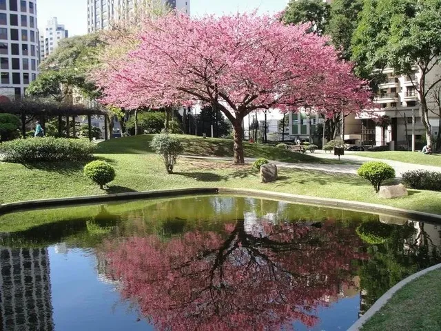 Living in Curitiba: Brazil’s "European Gem"! 🇧🇷✨