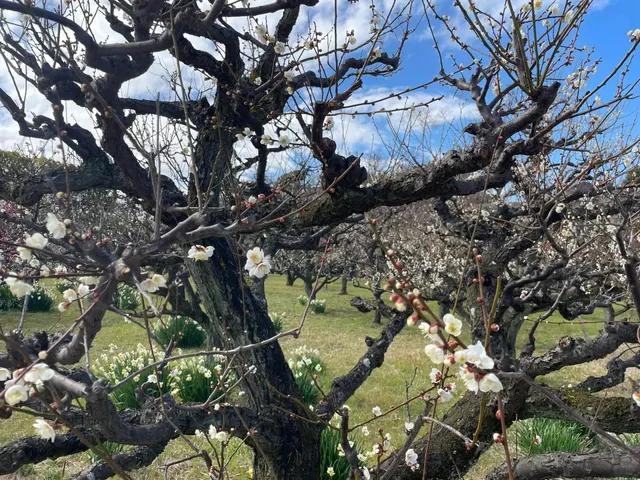🍰 Cafe Annon Soufflé 🥞🌸🌺🌿🍃
