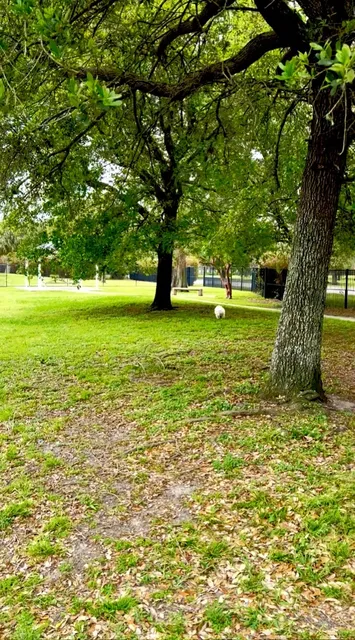 🐾 New Orleans Dog-Friendly Travel Guide (Part 2) 🐾