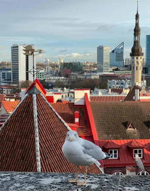 🇪🇪 Tallinn's Hidden Gem: Nikolay Bar-buffet