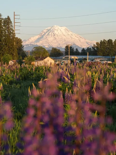 Seattle | Lupine Blooms | Mount Rainier View Dog Park