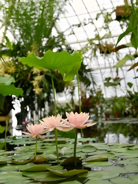 San Francisco’s Hidden Oasis: Perfect Solo Weekend Escape 🌿