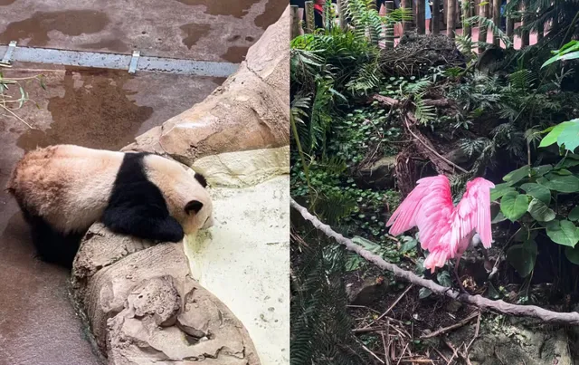 One of the world's top five zoos, Zoo de Beauval 