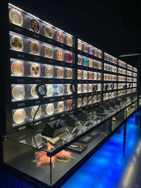 Amsterdam | Visit the museum to see the capybaras!