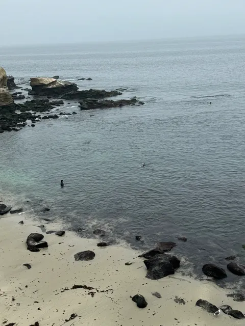  La Jolla Beach – California's Most Beautiful Coastline 🏖️🌅