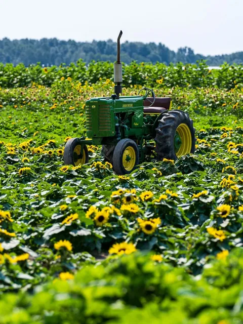 Mid-August: Vancouver Enters “Sunflower Season” 🌻