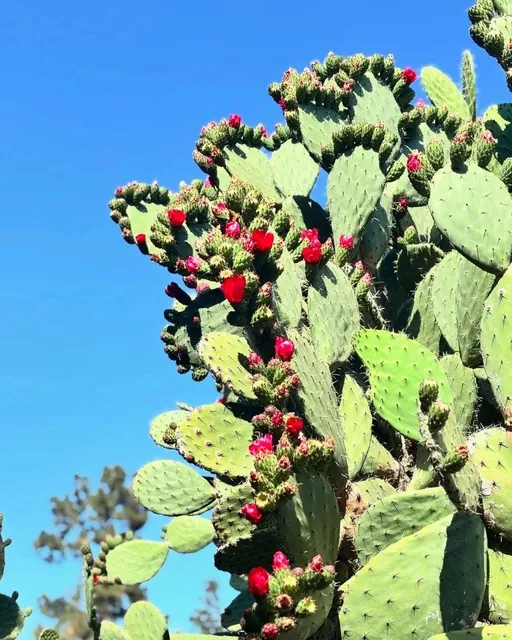 ​​🌿 Huntington Botanical Gardens 