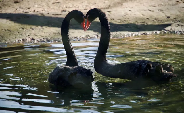📍 Burgers' Zoo: Where Humans Are Irrelevant 🤷‍♂️
