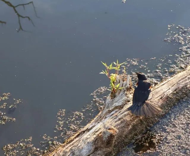 🦫 Beaver Marsh | Cuyahoga Valley's Premier Wildlife Sanctuary
