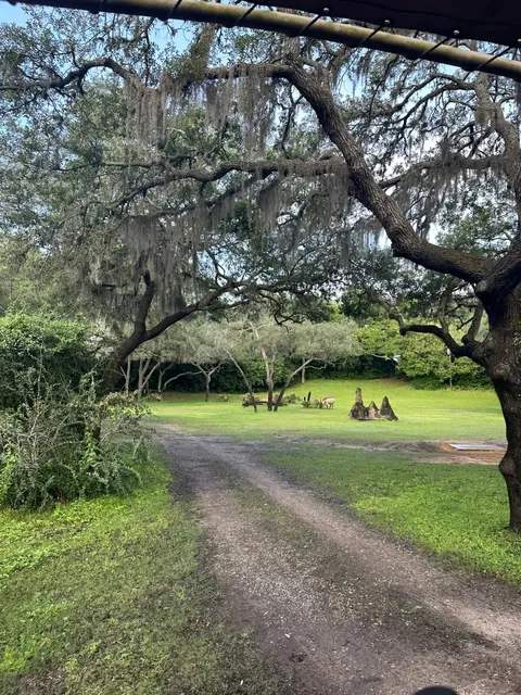 Orlando｜Ultimate Animal Kingdom Guide 🦁✨🎢