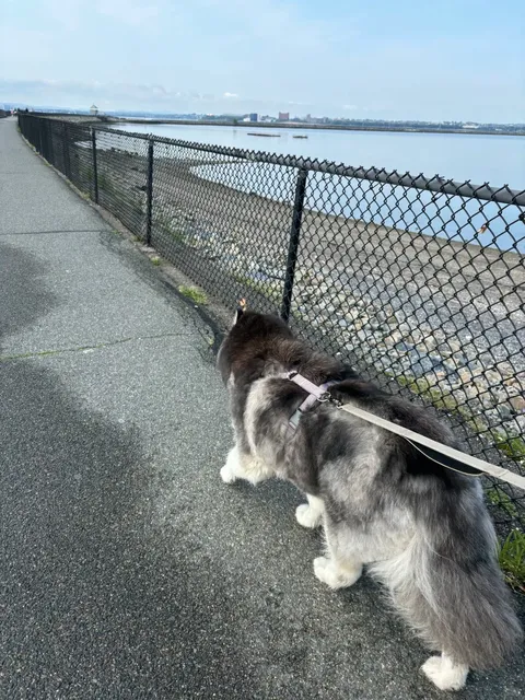 🐶 Castle Island - Boston's Ultimate Dog-Friendly Adventure Spot! 🌊