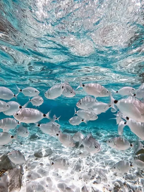  Sardinia: Italy's True "Jellyfish Sea" That Out-Blues the Maldives