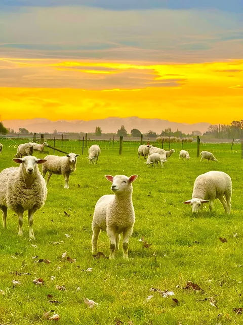 Auckland: A Once-in-a-Lifetime Destination