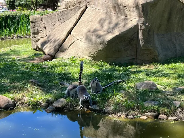 A Wonderful Encounter with Nature and Animals in Charlotte