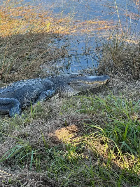 Visiting Everglades National Park in January? 🐊