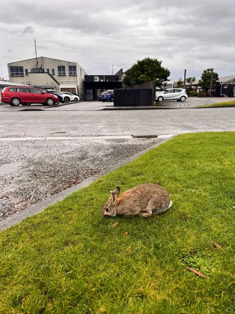 🇳🇿 Christchurch → Hokitika | Rainy-Day Comfort Food & Coastal Magic