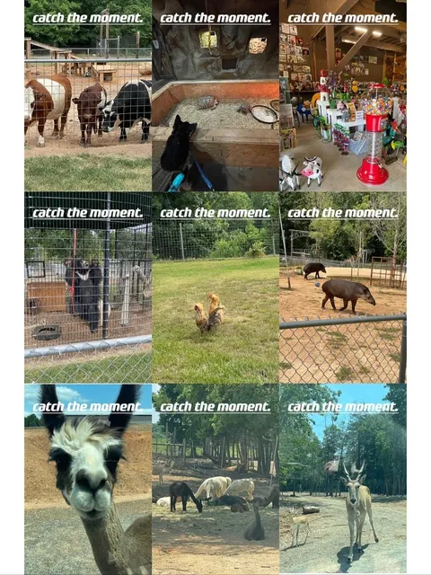 Zootastic Park in the Charlotte, North Carolina Area 🐶