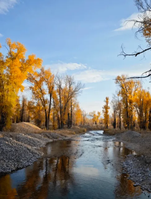 The Elk Refuge in Jackson Town, USA