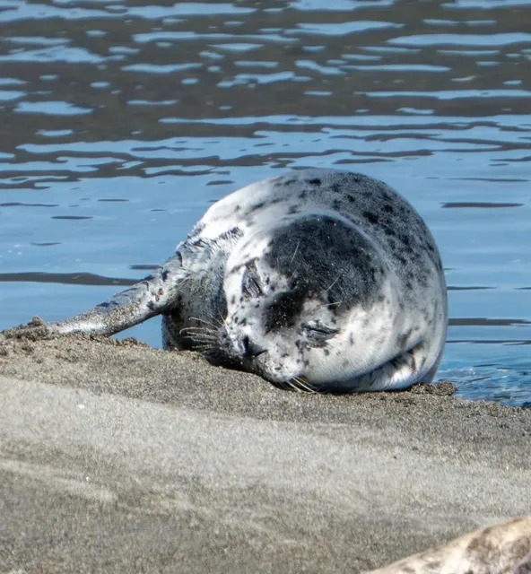 Jetty Island - Seattle's Secret Seal & Shorebird Sanctuary 🦭🌊  