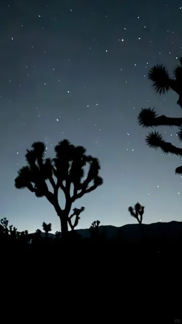 Starry Skies & Joshua Trees in LA 🌵🌌 Camping Trip August 2025  
