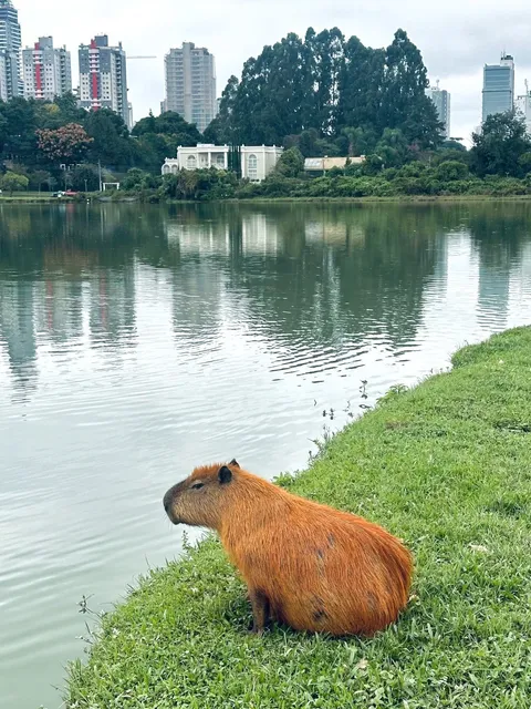 Curitiba: Brazil’s Green Paradise 🌿🏙️