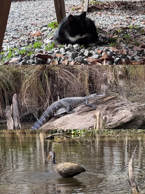 New Orleans ⚜️ 4 Days & 3 Nights Travel Guide