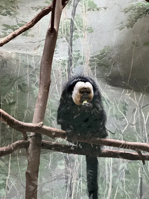 😴 Smithsonian National Zoo: Skip It Unless You Love Pandas 🐼