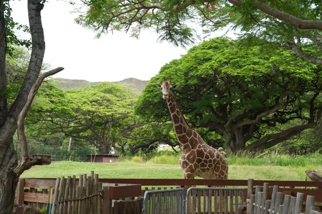 🦁 Honolulu Zoo – Oahu’s Best-Kept Secret! 🌴