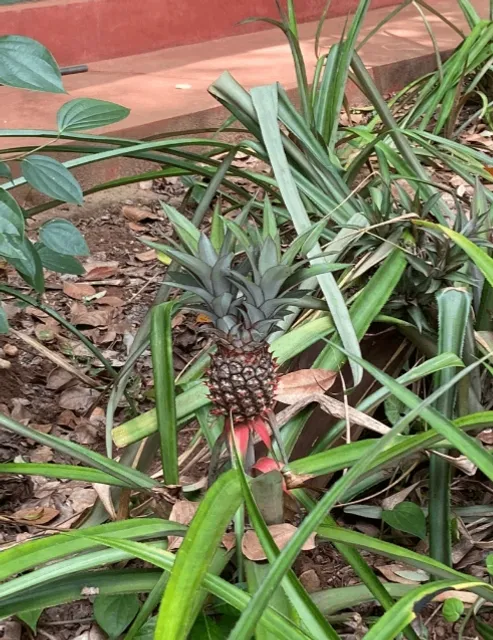 Sri Lanka Travel Diary - Day 3: Sigiriya to Kandy