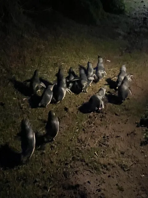  13-Day Australia Free Itinerary: Melbourne Chapter