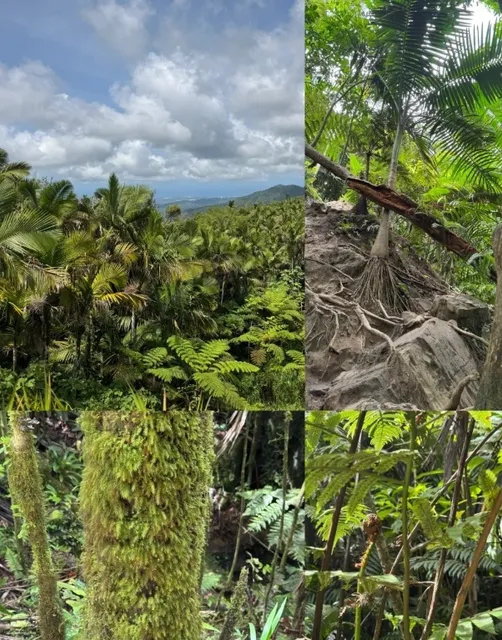 Puerto Rico 🇵🇷 4 Days 3 Nights Exploring 3 Islands