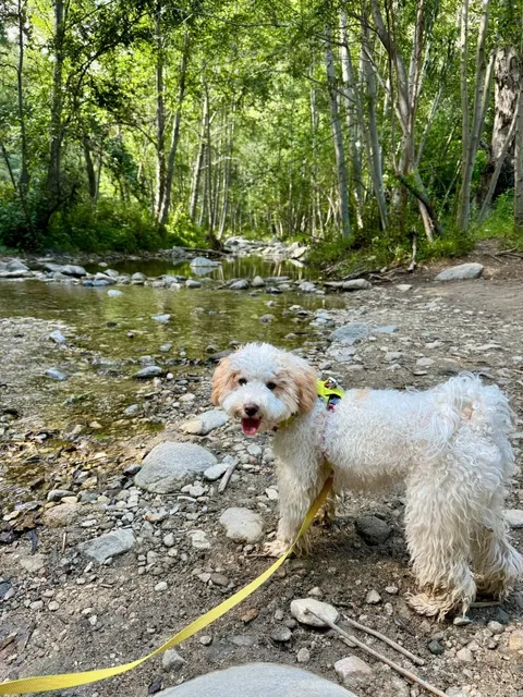A Super Dog-Friendly Trail in Los Angeles! 🐾