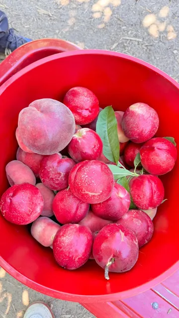 VanderHelm Farms: A Fruit Lover's Paradise