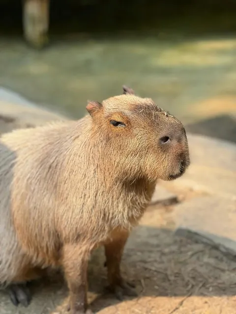 🦥 Houston, You Can Even Meet Capybaras Here!