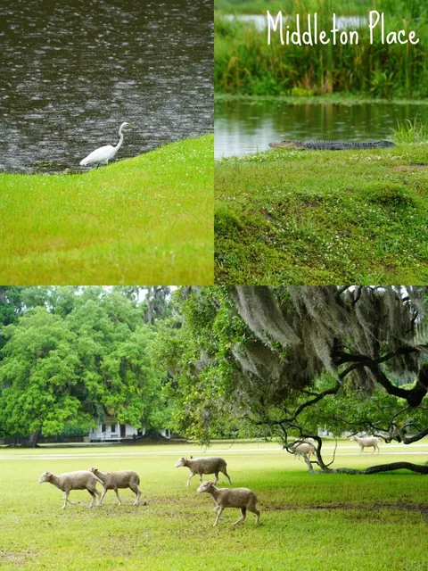 📍Charleston, SC: From Plantations to Gardens