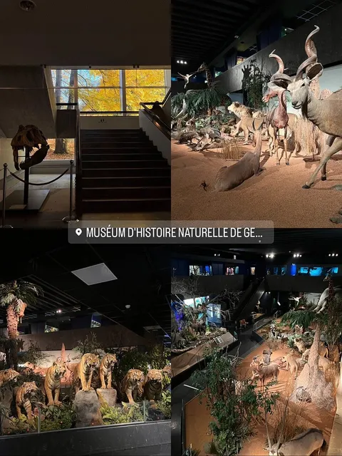 Free Museums in Switzerland | Muséum d'histoire naturelle in Geneva 🦌