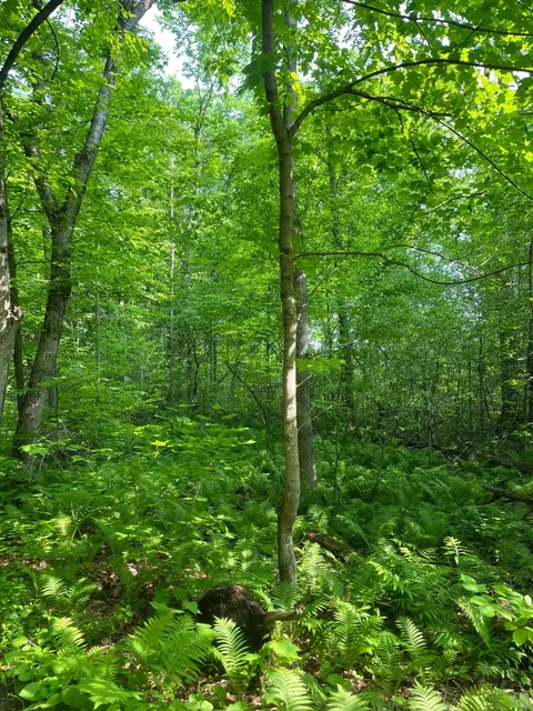 🇨🇦 My Soul Was Cleansed at Gatineau Park