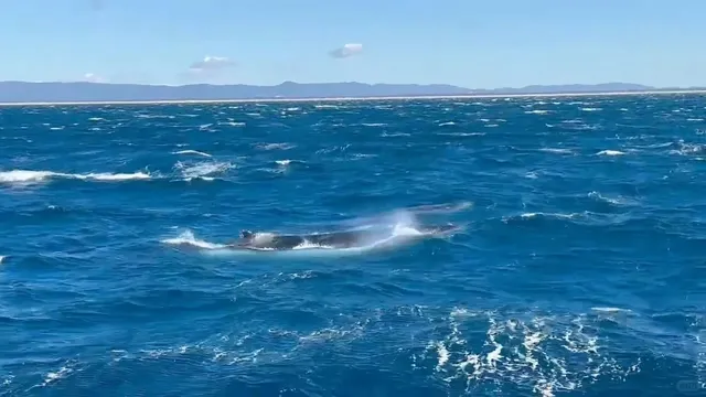 🐋 Only One Day in Gold Coast? This Nature-Filled Itinerary is PERFECT