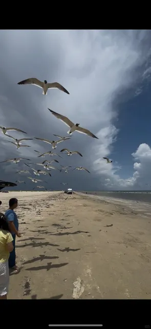 🌊 Fun Day Trip to Galveston Island from Houston! 🐬🏖️